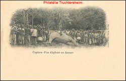 v_capture_d_un_elephant_en_annam.jpg